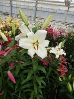 [5168 Massari No01.JPG]